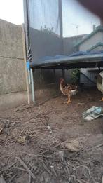 Jonge haan, Dieren en Toebehoren, Pluimvee