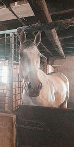 10 jarige merrie, Dieren en Toebehoren, Merrie