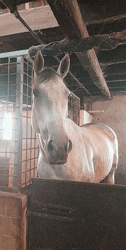 10 jarige merrie, Dieren en Toebehoren, Paarden, Merrie