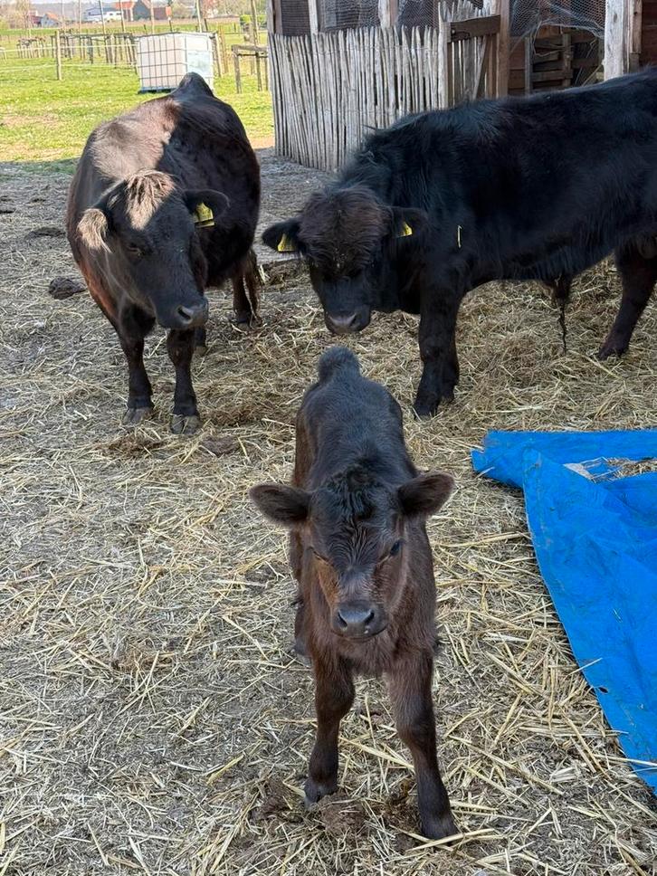 3 mini koetjes/ mini runderen te koop, Dieren en Toebehoren, Runderen, Meerdere dieren
