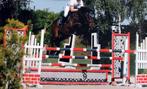 Allround paard, Dieren en Toebehoren, Paarden, ZZ, Springpaard, Met stamboom, Ruin