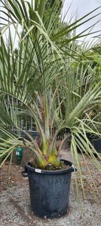 Butia Capitata - Geleipalm - palmboom, Tuin en Terras, Planten | Bomen, Ophalen, Palmboom
