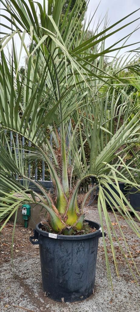 Butia Capitata - Geleipalm - palmboom, Tuin en Terras, Planten | Bomen, Palmboom, Ophalen