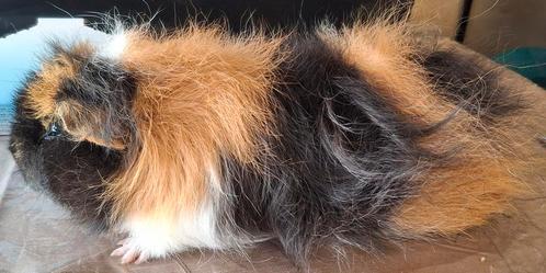 CH Teddy beer Zwart rood wit, Dieren en Toebehoren, Knaagdieren, Cavia
