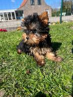 Yorkshire terrier pups, Dieren en Toebehoren, Honden | Jack Russells en Terriërs, Yorkshire Terriër, 15 weken tot 1 jaar, Buitenland