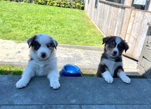 Knappe border collie pups, Dieren en Toebehoren, Honden | Herdershonden en Veedrijvers, Meerdere dieren, Collie, Fokker | Professioneel