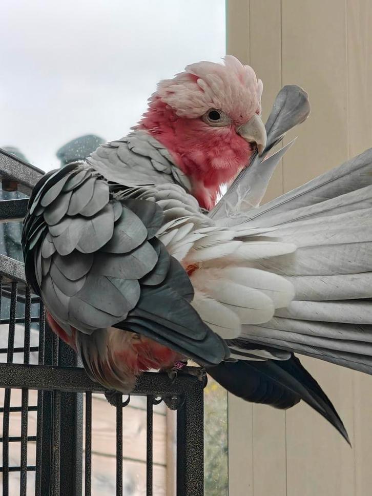 Roze kaketoe zoekt nieuwe thuis, Dieren en Toebehoren, Vogels | Parkieten en Papegaaien, Papegaai, Mannelijk, Pratend, Tam, Geringd