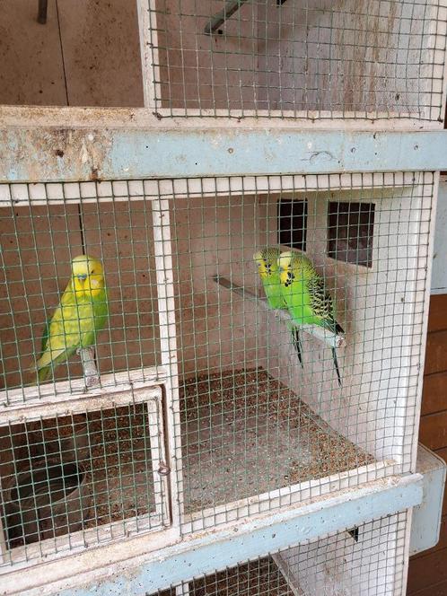 Koppel groene met gele vleugels parkieten, Dieren en Toebehoren, Vogels | Parkieten en Papegaaien, Parkiet, Meerdere dieren