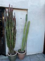 Grote cactussen in gezonde staat €20 per pot, Vaste plant, Overige soorten, Ophalen