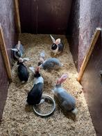 Vlaamse reuzen, Dieren en Toebehoren, Konijnen