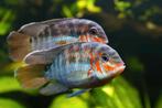 3 x krobia xinguensis te koop (volwassen), Vis, Zoetwatervis