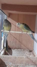 Roodruggen 2025, Dieren en Toebehoren, Vogels | Parkieten en Papegaaien