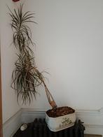 DRACAENA KAMERPLANT + PORSELEINEN POT, Huis en Inrichting, Kamerplanten, Ophalen, Ficus, Halfschaduw, In pot
