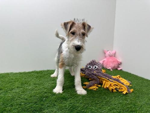 Fox Terrier pup, Dieren en Toebehoren, Honden | Jack Russells en Terriërs, Reu, Overige rassen, Fokker | Professioneel, Meerdere