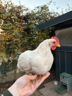 Fiftyfive flowery haan Goud, Dieren en Toebehoren, Pluimvee