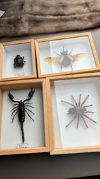 Opgezette dieren, Enlèvement