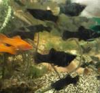 5 black mollys, Dieren en Toebehoren, Vis, Zoetwatervis