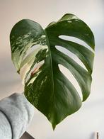 Monstera variegata stek 1, Huis en Inrichting, Kamerplanten, Ophalen