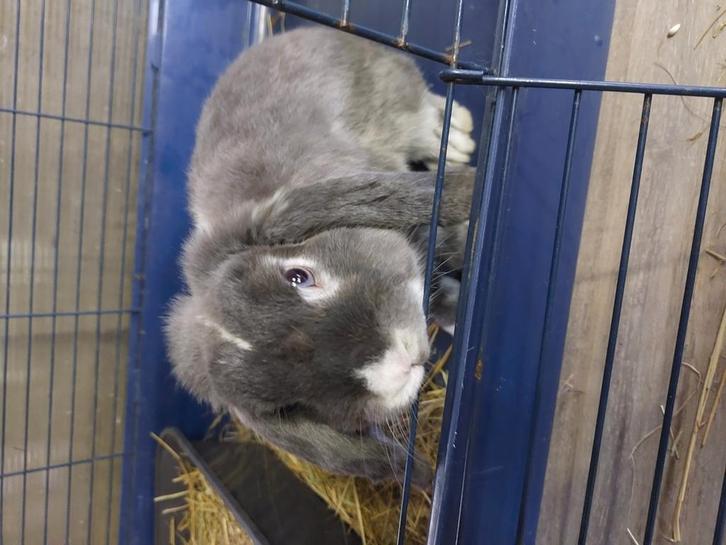 Nederlandse dwerghangoor ram, Dieren en Toebehoren, Konijnen, Klein