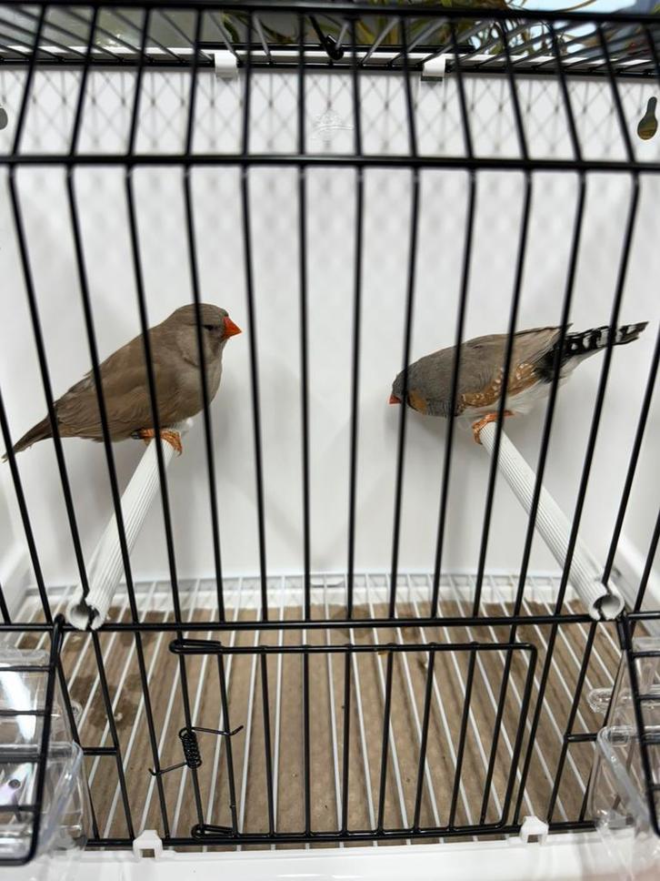 Koppel split Charcoal blk grijs x Charcoal bruin zebravinken, Dieren en Toebehoren, Vogels | Overige Vogels, Geringd