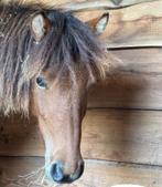 Lieve Ruin mama1,10 papa 1,25, Dieren en Toebehoren, Ruin