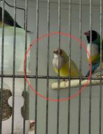 1x pop geel in kombinatie met man te koop, Dieren en Toebehoren