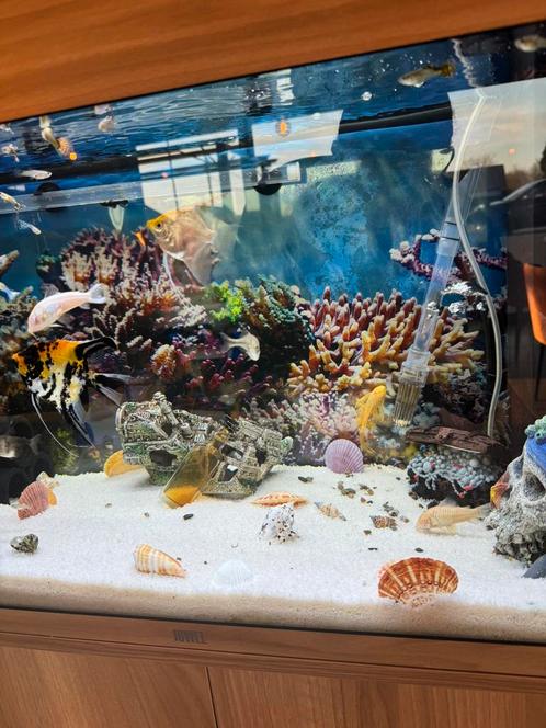 Juwel aquarium met vissen en kreeften alles erbij compleet, Dieren en Toebehoren, Vissen | Aquariumvissen