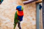 Lori van de blauwe bergen, Dieren en Toebehoren, Vogels | Parkieten en Papegaaien, Mannelijk, Papegaai, Geringd