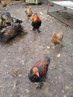 Brahma haan, Dieren en Toebehoren, Pluimvee, Kip