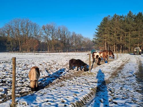 Verzorger/halve stal/bijrijder gezocht, Dieren en Toebehoren, Stalling en Weidegang