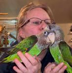 Gediplomeerd gedragsadviseur voor kromsnavels., Dieren en Toebehoren, Vogels | Parkieten en Papegaaien