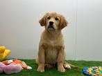 Golden Retriever pups, Golden retriever, België, Reu, 8 tot 15 weken