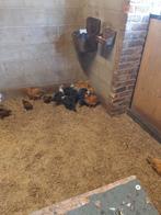Vale of Gele van Haspengouw en Zilverbrakel haantjes, Dieren en Toebehoren, Pluimvee