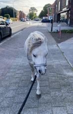 Pony gewenning & rijlesjes, Leçons d'équitation ou Stages de poney