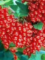 5 grote mooie bessenstruiken, Jardin & Terrasse, Plantes | Arbustes & Haies, Enlèvement, Arbuste