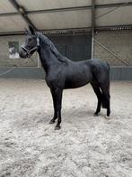 3 jarige ruin te koop, Dieren en Toebehoren, Gechipt, Ruin, Dressuurpaard, 3 tot 6 jaar