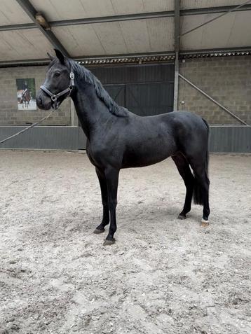3 jarige ruin te koop  beschikbaar voor biedingen