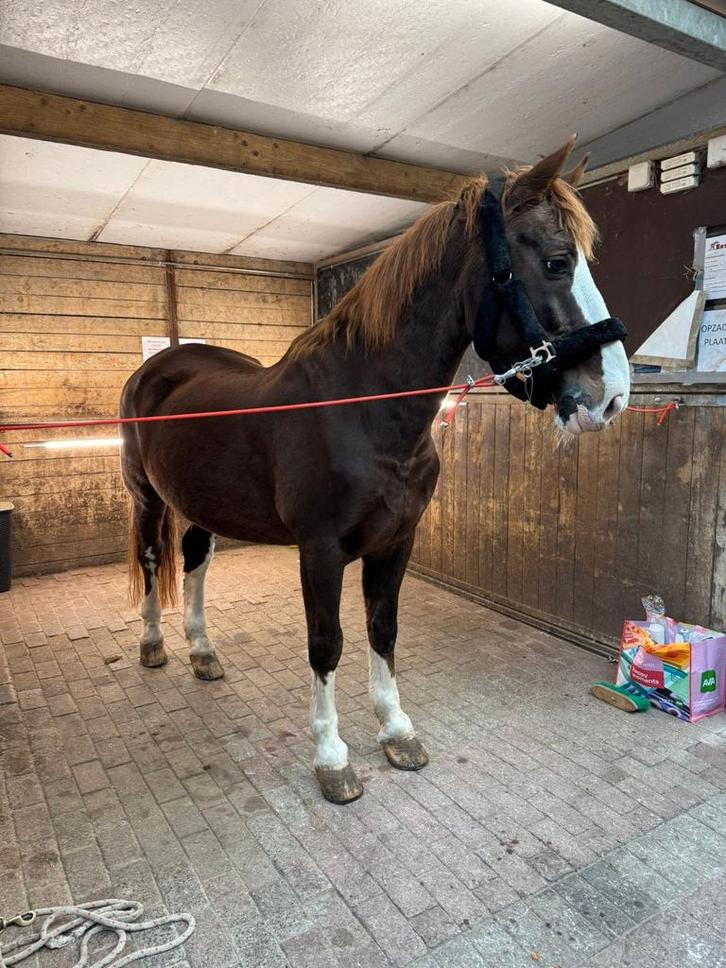 Verzorg paard, Dieren en Toebehoren, Paarden, Ruin, 11 jaar of ouder, Tuigpaard, Met stamboom, Gechipt, Ontwormd, Ingeënt