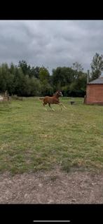 springefokt veulen te koop, Springpaard, Z, Gechipt, 0 tot 2 jaar