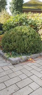 Buxus te koop, Buxus, Ophalen