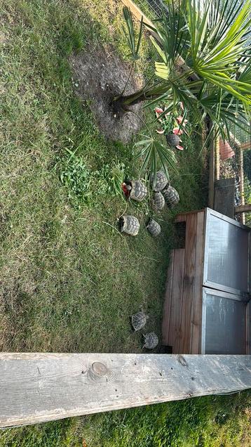 Tortue, Herman boetgeri, Enlèvement