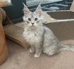 Maine coon, Dieren en Toebehoren, Poes, Gechipt, 0 tot 2 jaar
