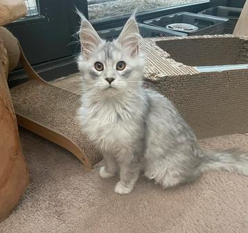 Maine coon beschikbaar voor biedingen