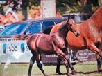 Hengsten veulen Unicum van de Donkhoeve X Costello T z, Dieren en Toebehoren, Paarden, Hengst