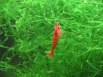 crevettes Caridina Heteropoda "Red Cherry", Animaux & Accessoires, Enlèvement