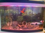 2 aquarium met versiering lamp pomp en vissen, Dieren en Toebehoren, Vissen | Aquaria en Toebehoren, Ophalen, Zo goed als nieuw