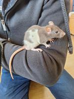 Ratjes, Dieren en Toebehoren, Meerdere dieren, Rat, Tam