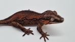 Rhacodactylus Auriculatus Gargoyle Gecko