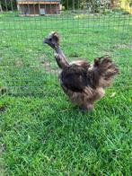Naakthals Zijdehoen (showgirl) choco, Dieren en Toebehoren, Pluimvee, Vrouwelijk, Kip
