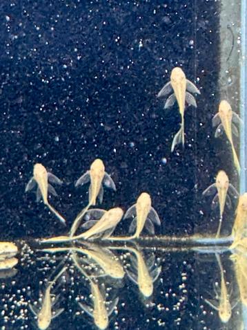 Ancistrus red en lemon long fins 4 á 5cm beschikbaar voor biedingen